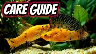 Molly Care Breeding Guide