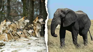 Mampukah Pasukan Serigala Memburu Seekor Gajah Besar?