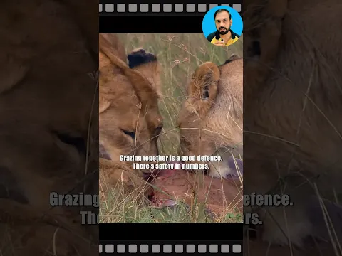 Can the hyenas in number take on the lions? #shorts