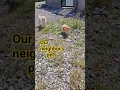 Download Lagu Our neighbor's pets always greeted us passing by thier gate #puppy #animallife #cuteanimal #dog
