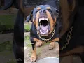 Download Lagu dog barking sound loud #viral #angrypuppy #cutepet #dog #cat #dogsound #animals #angry #angryanimal