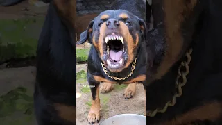 Dog Barking Sound Loud Viral Angrypuppy Cutepet Dog Cat Dogsound Animals Angry Angryanimal  Dog Barking Sound Loud Viral Angrypuppy Cutepet Dog Cat Dogsound Animals Angry Angryanimal