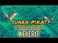Download Lagu suara ciblek ribut kejepit ampuh memikat ciblek liar di alam