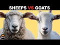 What Is the Difference Between Sheeps and Goats