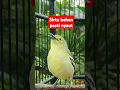 Download Lagu burung sirtu gacor #sirtugacor