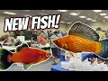 I Found Some Awesome Fish at my Local Fish Swap