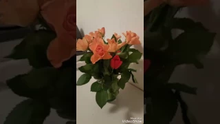 ورد يا جمال الورد 