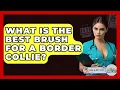 What Is The Best Brush For A Border Collie - Ask A Pet Vet