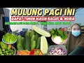 Download Lagu Sayuran lagi pada mahal,kita tinggal ambil gratis,timun sayuran dapat banyak