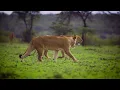 Download Lagu 463057 lions game reserve lioness 19030112511