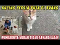 Download Lagu Kucing Persia Mata Buta Satu Di Buang, Padahal Kucingnya Cantik Banget!!!