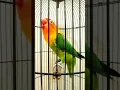 Download Lagu Masteran Lovebird ngekek Panjang #lovebirdngetikpanjang #lovebirdngekekpanjang #lovebirds