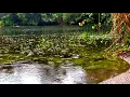 RAIN ON LAKE and quiet Wildlife and Bird Sounds, RAIN sounds on Water for Relaxing, Sleep, Study