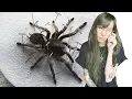 couldn t save her this time tarantula taxidermy