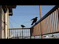 Do Crows Like Strawberries