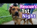 Adopting a Rescue Dog Here s What to Really Expect