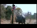 Download Lagu The Gods Must Be Crazy II - Baby Rhino