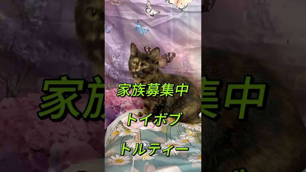 動画