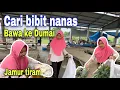 Download Lagu MARILES SAMBIL CARI BIBIT NANAS⁉️ UNTUK DI BAWA KE DUMAI