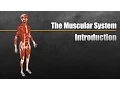 The Muscular System Explained In 6 Minutes