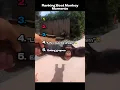 Best Monkey Moments ๐