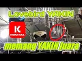 Download Lagu PIALA JNJ CUP 2 CIREBON || AKSI LOVEBIRD YAKIN