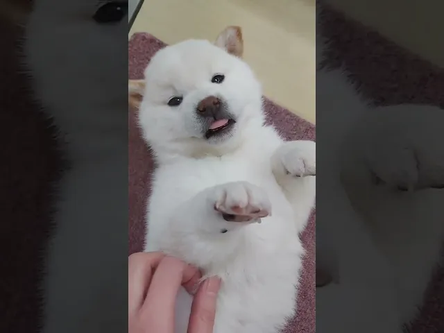 動画