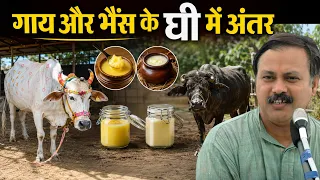 गाय का घी या भैंस का घी? Cow Ghee vs Buffalo Ghee | Rajiv Dixit