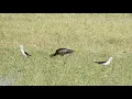 Download Lagu Glossy Ibis in Armash Wetlands