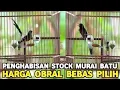 Download Lagu OBRAL HARGA MURAI BATU GACORAN ALL TYPE HARGA SAMA BEBAS PILIH DI PASAR BURUNG PRAMUKA 