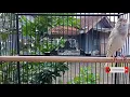 Download Lagu CUITAN kenari untuk merangsang kenari paud agar cepat gacor dan nyerang