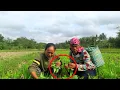 Download Lagu PETANI SEDIH❗TANAMAN SUDAH 3 HARI KERENDAM AIR