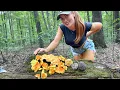 Download Lagu SOLO in the Mountains: Wild Mushroom Foraging + Cooking edibles 🧑🏼‍🍳 SO many mushrooms!