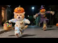 Download Lagu Anak Kucing Jahe Bertemu Hantu Halloween 😨👻, Kenyamanan Lembut dari Ibu Kucing ❤️ | Kucing Lucu