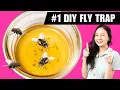DIY Fly Trap That Works in MINUTES Get Rid of Flies Fast