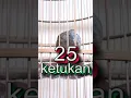 Download Lagu perkutut suara 25 ketukan