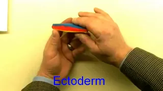 medical embryology difficult concepts of early development mp4
