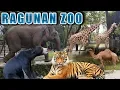 Download Lagu Taman Margasatwa RAGUNAN new 2019 | Jakarta Selatan Indonesia