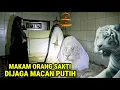 Download Lagu Ngeri !! Makam Orang Sakti Yang Dijaga  Macan Putih Raksasa Digunung Welirang