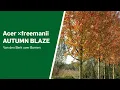 Download Lagu Acer ×freemanii AUTUMN BLAZE ('Jeffersred') - Van den Berk over Bomen