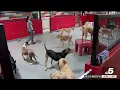 East Dallas doggy daycare says recent city zoning issue means pets must stay indoors NBCDFW