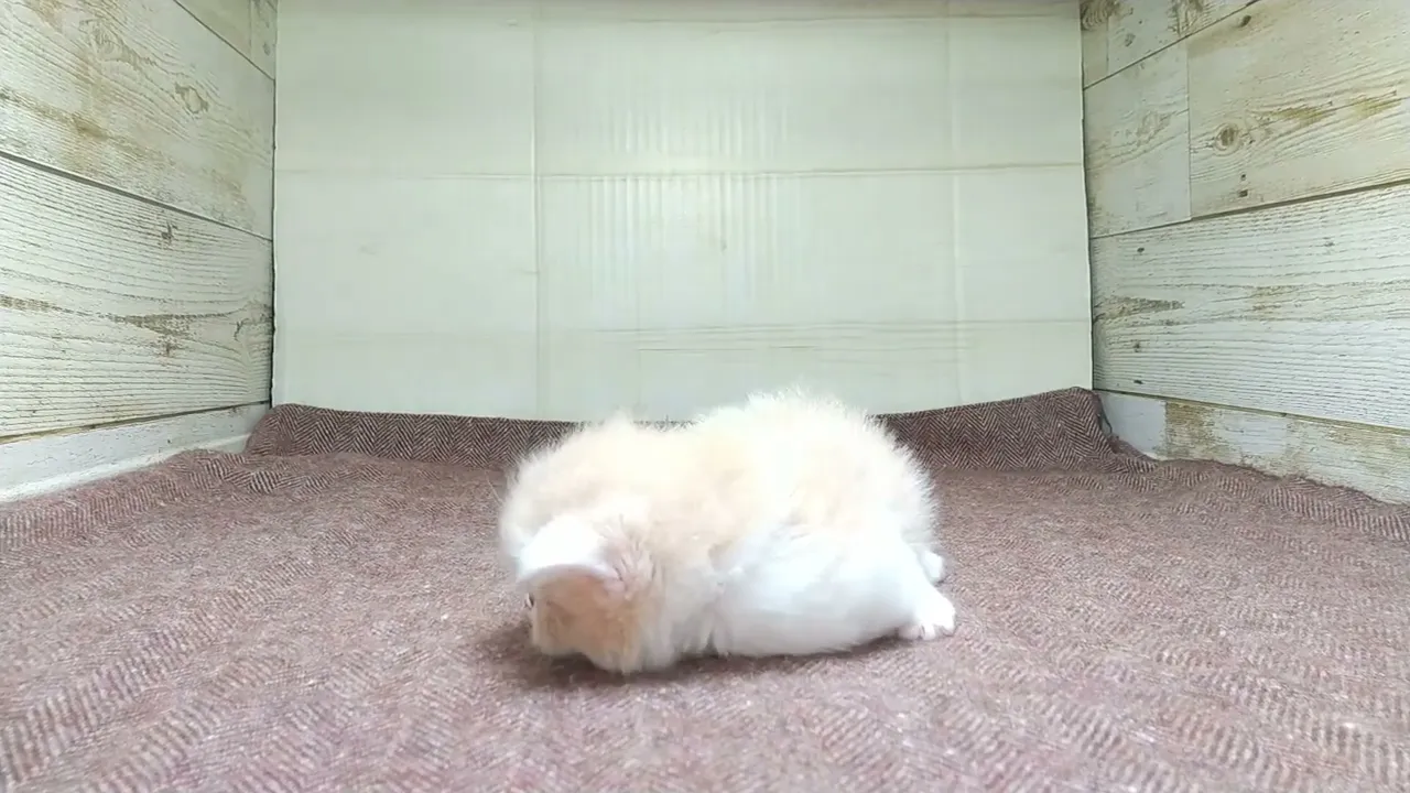 動画