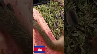 Cute cheeky monkeys look up dress #shorts #sailing  #cute #monkey #nature #reaction