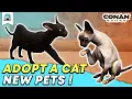 New Pets How to get a Cat Pet Stray Cat Locations - Chapter 2 Conan Exiles
