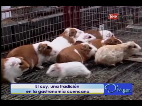 El cuy, una tradición en la gastronomía cuencana