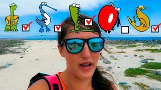 BOOBIES, TORTOISES AND SEA LIONS, OH MY! Chase the Story 37