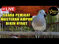 Download Lagu suara burung Perkutut Lokal Gacor - Suara Ampuh Untuk Mancing Bunyi