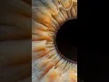 Download Lagu Eye's photography closes ever ! #eyes #macrophotography #photography #irisphotography #iris #macro