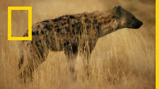 المملكة المتوحشة سقوط الملكة ناشونال جيوغرافيك أبوظبي  المملكة المتوحشة سقوط الملكة ناشونال جيوغرافيك أبوظبي