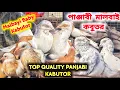 Lagu আকাশ গরম করতে আসছে বিবেক দার পাঞ্জাবী কবুতর।PANJABI BABY KABUTOR SALE।@pigeonsloverrj9600 